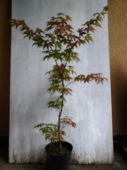 枝垂れモミジ 良株 紅葉 樹木 落葉樹 苗木 盆栽 レア 山取り シンボル