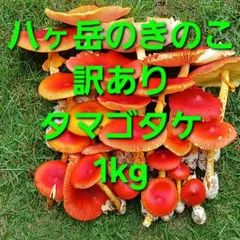 天然きのこ アカヤマドリ 約2.0kg きのこ 01.jpg