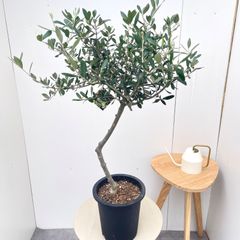極上樹形】オリーブ古木 幹径19cm 発根済み 一点物 鉢付き - メルカリ