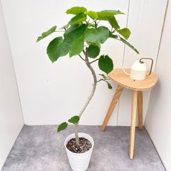 ドラセナ ナビー 龍 3【現品】☆希少☆ 観葉植物 室内 7号 - メルカリ