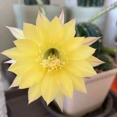 花サボテン レモンペール 抜き苗 - メルカリ