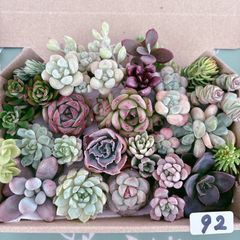 ★多肉植物　寄せ植え〜Wぱんだちゃんの切り株寄せ　セット〜★ 92 多肉植物寄せ植えセット - メルカリ