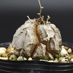 ディオスコレア エレファンティペス/亀甲竜 2号（6cm鉢） *0747のサムネイル