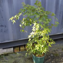 モミジ 山採り風 根上がり - メルカリ