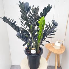 オリーブ　ネバディロブランコ×ミッション　接木　12【現品】庭木　創樹　SOUJU オリーミー　大型 オリーブ ネバディロブランコ×ミッション 接木 12【現品】庭木 創樹