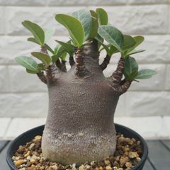 アデニウム アラビカム ドワーフ 5号鉢 鉢ごと発送 - メルカリ