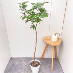 フィカス アルテシマ 曲がり 13【現品】観葉植物 室内 大型 - メルカリ