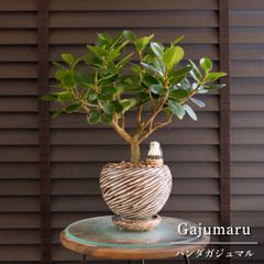 創樹 オリーブ 6号 ミッション 盆栽 SOUJU Mission Olive オリーブの木