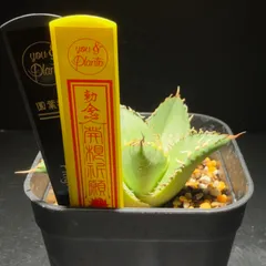 'Filigree' Rooting Management Setのサムネイル