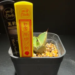 'Black Panther' Rooting Management Setのサムネイル
