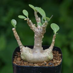 万物想✳️チレコドンレティキュラータス 現地株挿し木 塊根植物