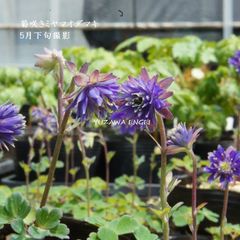 山野草 濃色八重咲き シラネアオイ 種付 - メルカリ