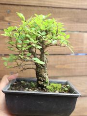白木盆栽園　イボタ　樹高12センチ小品盆栽紅葉モミジ楓カエデ欅ケヤキ雑木ミニ盆栽 白木盆栽園 イボタ 樹高12センチ小品盆栽紅葉モミジ楓カエデ欅ケヤキ