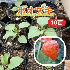 限定1苗】ピタンガ・ド・セラード 熱帯果樹 ジャボチカバ等フトモモ科