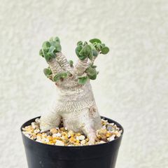 超希少❗️アデニウム アラビカム マルチブランチ✨ - メルカリ
