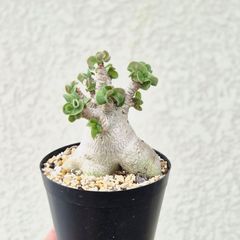 アデニウム ドーセットホーン 獅子葉 - メルカリ