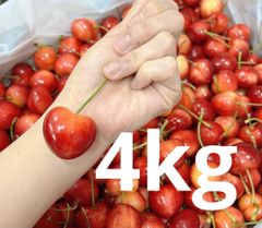 最終 超希少8.5R 巨大レーニアチェリー 糖度25度超 4kg さくらんぼ