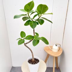 カシワバゴム フィカス リラータ 6【現品】観葉植物 室内 7号 - メルカリ