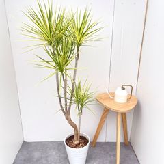 観葉植物 ドラセナ ナビー 龍 曲がり 8号鉢 - メルカリ