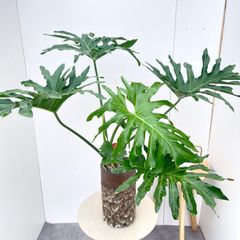 フィロデンドロン ジャイアントザナドゥ 幹上がり 1【現品】観葉植物
