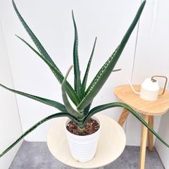 ドラセナ コンシンネ ホワイボリー 34【現品】観葉植物 室内 大型
