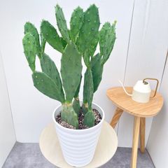 オリーブ ネバディロブランコ×ミッション 接木 12【現品】庭木 創樹