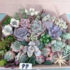 97 多肉植物寄せ植えセットのサムネイル