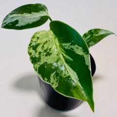 モンステラ デリシオーサ Monstera deliciosa 'Gold Monster' 新種