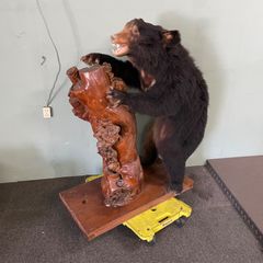 エゾヒグマ剥製　北海道剥製標本社作製　美品　送料込 エゾヒグマ剥製 北海道剥製標本社作製 美品 送料込 エゾヒグマ剥製