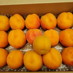 青森県産あんず梅八助大玉16個2kg（箱込み）本日クール便発送のサムネイル