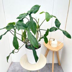 ドラセナ カンボジアーナ ブラックパール 35【現品】☆希少☆ 観葉植物