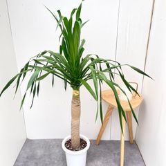 ドラセナ 大型 観葉植物 おしゃれ 南国 インテリアグリーン solso