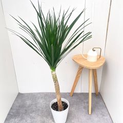 フィカス ジン 10【現品】☆希少☆ 室内 ゴムノキ 7号 - メルカリ
