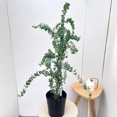 ドラセナ コンシンネ ホワイボリー 34【現品】観葉植物 室内 大型