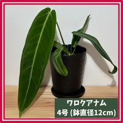 2026年最新】anthuriumの人気アイテム - メルカリ