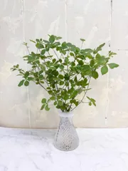 ドウダンツツジ 切り枝 花器付き 5本セット 長さ約35〜40cm 届いてすぐ飾れる 枝もの インテリア グリーンのサムネイル