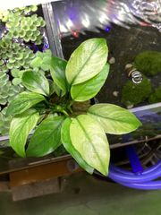 激レア】アヌビアス 斑入り キング 希少種 水草 - メルカリ
