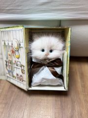 100万回生きたねこ 3000セット限定ぬいぐるみ 直筆サイン本付 - メルカリ