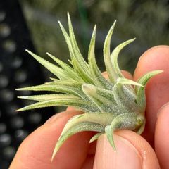 Tillandsia Kautskyi 成長点異常？ 速達発送 - メルカリ