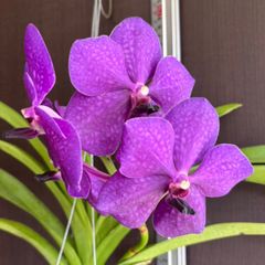 洋蘭 原種 カトレア C. walkeriana f. aquinii Gifu - メルカリ