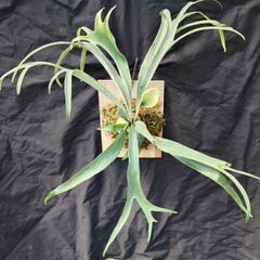 子株】P.sp (マジュスポ・HK spore）法花園 ビカクシダ 橙 - メルカリ