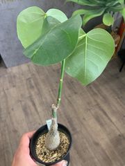 【超激レア/塊根植物】フィルミアナ　フルゲンス 鉢植え 超激レア/塊根植物】フィルミアナ フルゲンス 鉢植え 超激レア/塊根
