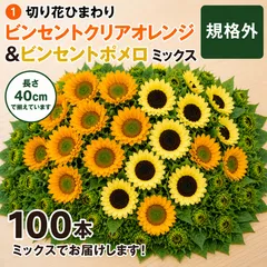 切り花　ひまわり ビンセント シリーズ 40cm  100本 農家直送のサムネイル