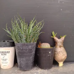 F063 「イベント品」3株セット　P.グラキリス抜き苗など　塊根+多肉植物セット【内容は写真を要確認・発根未確認・塊根植物・サボテン】のサムネイル