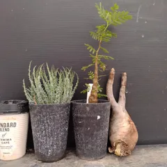 F064 「イベント品」3株セット　P.グラキリス抜き苗など　塊根+多肉植物セット【内容は写真を要確認・発根未確認・塊根植物・サボテン】のサムネイル