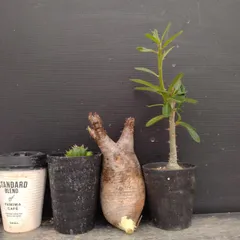 F068 「イベント品」3株セット　P.グラキリス抜き苗など　塊根+多肉植物セット【内容は写真を要確認・発根未確認・塊根植物・サボテン】のサムネイル