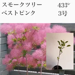 2026年最新】スモークツリー苗木の人気アイテム - メルカリ