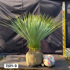 B343 オーストラリア産 ブラックボーイ プレイシー 福岡販売 - メルカリ