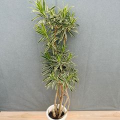 現品］B ロシアンオリーブ 8号 庭 玄関 屋外 ヤナギバグミ 育てやすい