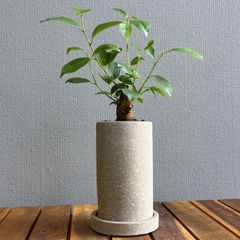 ガジュマル 2号鉢 鉢植え 陶器鉢 - メルカリ